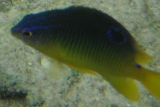 Stegastes variabilis - Riffbarsch